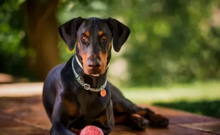 Where to Buy a Doberman Pinscher Dog